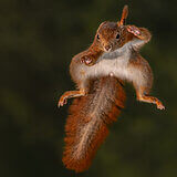 Jumping squirrels
